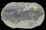 Fossil Macroneuropteris Seed Fern (Pos/Neg) - Mazon Creek #89886-2